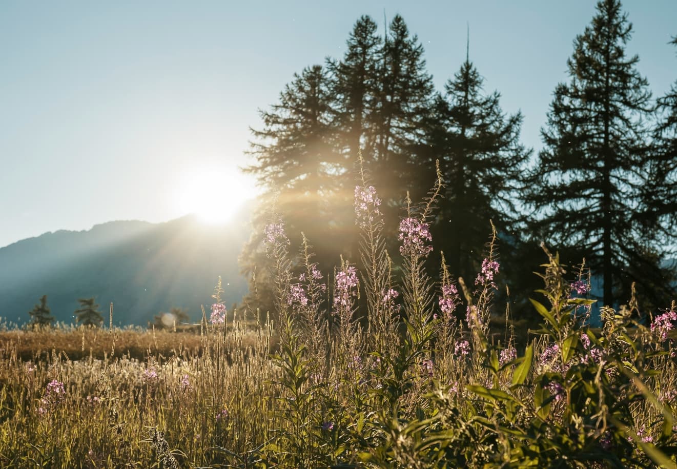 Frühlingswiese mit Wald im Hintergrund