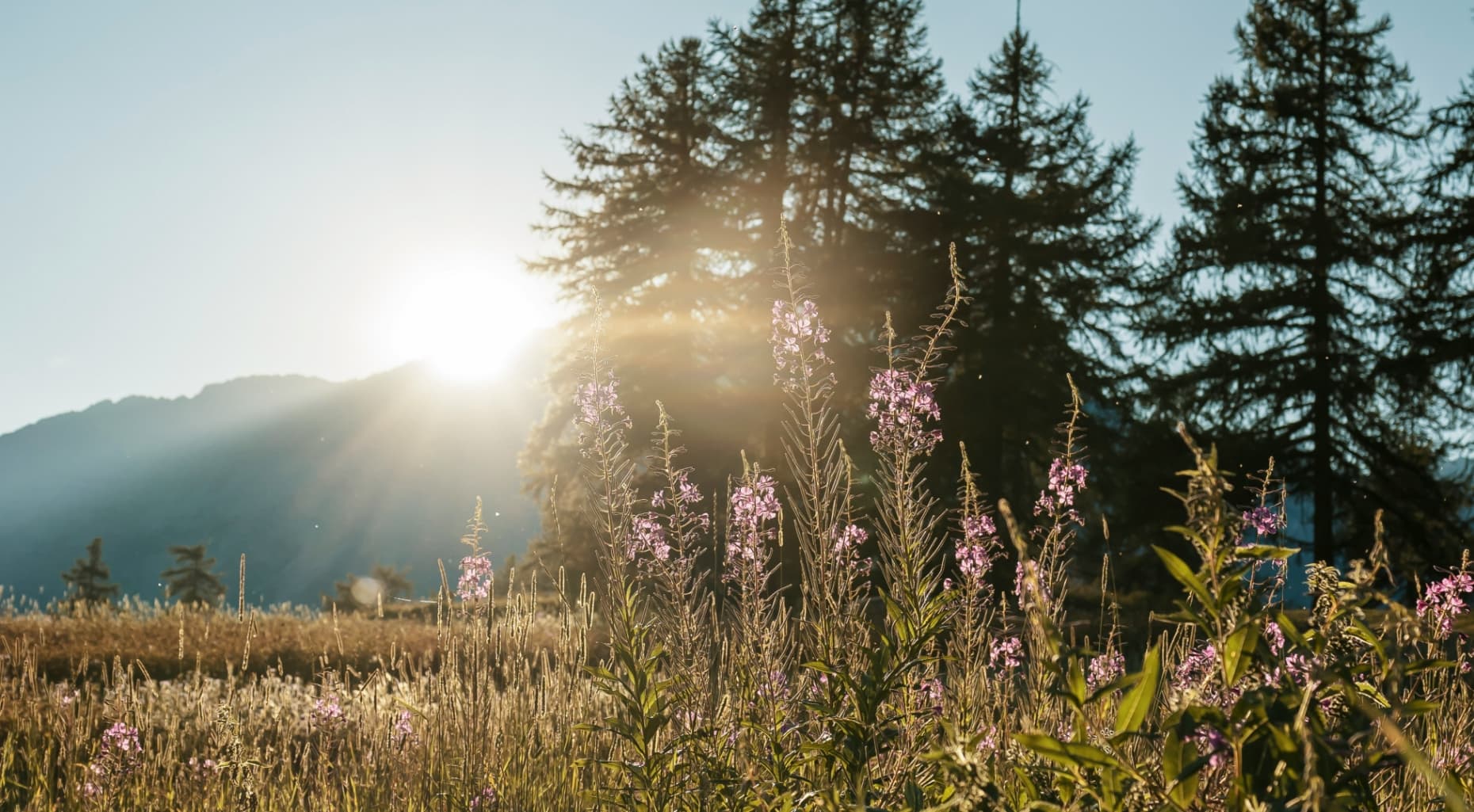 Wiese mit Sonnenlicht